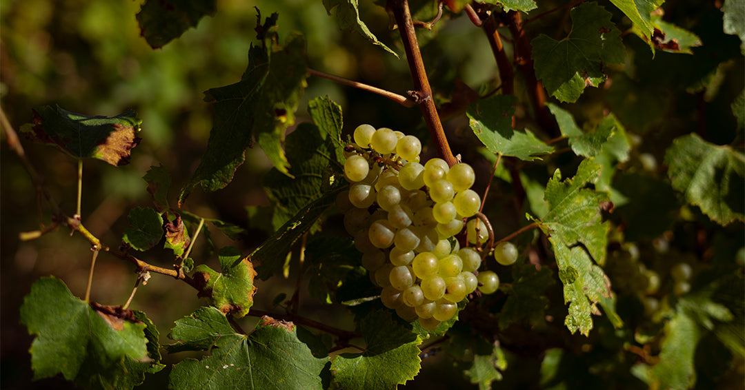 How to Choose Champagne Based on Grape Variety and Style